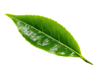 Close-up of a single, vibrant green leaf, highlighted by a yellow border against a black background.  The leaf's surface shows subtle, light-colored markings