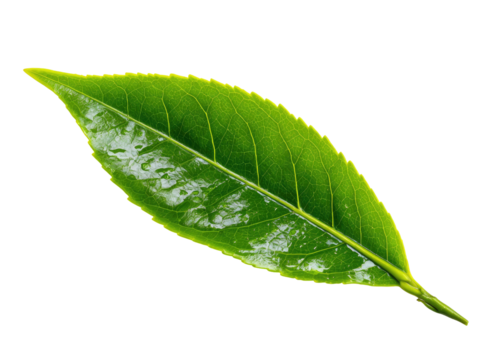 Close-up of a single, vibrant green leaf, highlighted by a yellow border against a black background.  The leaf's surface shows subtle, light-colored markings