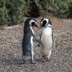 Couple of magellanic penguins