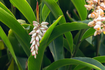 Fototapeta premium Flor da colônia (Alpinia speciosa ou Alpinia Zerumbet). No Brasil é encontrada em várias regiões, com os nomes populares Azucena-de-porcelana, gengibre-concha, alpínia e flor de cera. 