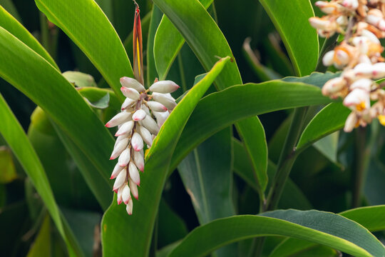 Flor da col&ocirc;nia (Alpinia speciosa ou Alpinia Zerumbet). No Brasil &eacute; encontrada em v&aacute;rias regi&otilde;es, com os nomes populares Azucena-de-porcelana, gengibre-concha, alp&iacute;nia e flor de cera.	