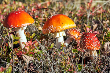 A group of mature toadstools in the forest during autumn