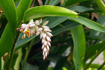 Obraz premium Flor da colônia (Alpinia speciosa ou Alpinia Zerumbet). No Brasil é encontrada em várias regiões, com os nomes populares Azucena-de-porcelana, gengibre-concha, alpínia e flor de cera. 