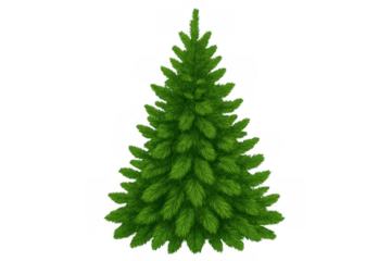 Christmas tree vector with green fir branches, holiday season evergreen plant, winter decoration element on transparent background