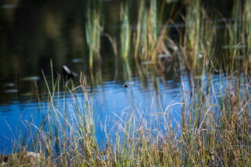 Nordic dragonfly over calm pond