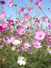 晴れた日のコスモス畑