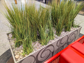 Ornamental grass plants in decorative concrete planters with swirl patterns creating natural green display in Warsaw Poland shopping center. High quality photograph