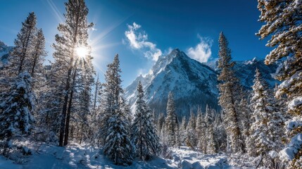 Bright sun shines over a snowy landscape highlighting majestic mountains and tall evergreen trees.