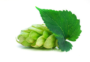 Close-up Fresh Green hop branch with leaf isolated on a white background. Hop cone with leaf. Organic hop flower.