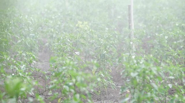 Farmer harvesting chili from the plant
Fresh cayenne pepper in a tree plant