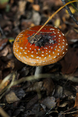 Fly agaric in autumn forest. Poisonous red fly agaric Amanita muscaria. Beautiful red Amanita Muscaria mushroom. Amanita muscaria growing in a forest. Red mushroom with white dots