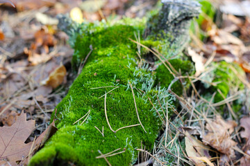 Green moss on a log in the forest. A moss covered log in a forest. The log is surrounded by fallen leaves. Bright green moss. Autumn forest. Moss texture