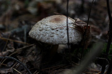 Grey parasol mushroom among dry autumn leaves. Parasol mushroom (Macrolepiota procera) in a forest. Picking mushrooms in the autumn. Parasol mushroom with grey cap. Edible autumn mushrooms