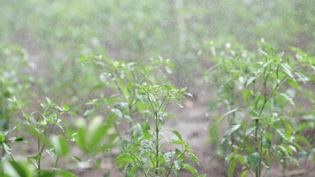 Farmer harvesting chili from the plant
Fresh cayenne pepper in a tree plant