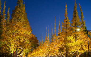 ライトアップ２