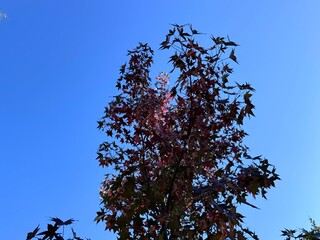 Acer palmatum with vibrant red and purple star-shaped autumn leaves, palmate maple, smooth Japanese maple, against a clear blue sky, showcasing seasonal foliage color and natural beauty in sunlight.