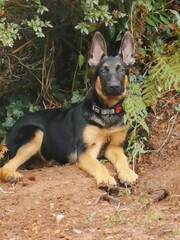 german shepherd in the garden looking around