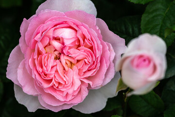 Close up of pink garden rose with delicate petals and soft light, macro floral background, romantic botanical photo for wedding, Valentine s Day, Mother s Day, spring greeting card, love concept