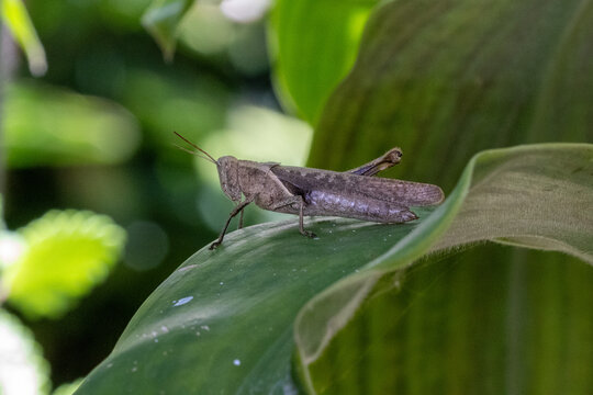 Gafanhoto (Schistocerca flavofasciata). Grilo. Inseto	