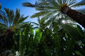 Palm leaves background. Green leaves wallpaper. Exotic jungle foliage. Leaves tropical greenery. Palm leaf closeup shot. Tropical leaf pattern. Palm leaves backdrop. Green palm background.