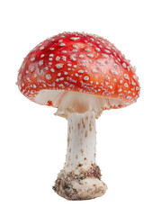 Obraz premium Close-up of a vibrant red and white mushroom. Spotted cap atop a pale stem