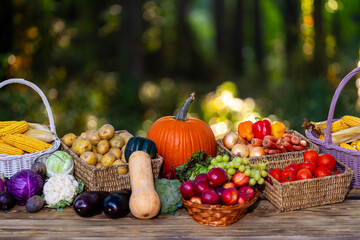 Fresh raw vegetables and fruits. Fresh vegetable selection in green farm. Harvested fruits and vegetables for market. Organic farming produce. Set vegetables in basket. Harvest of colorful vegetables.