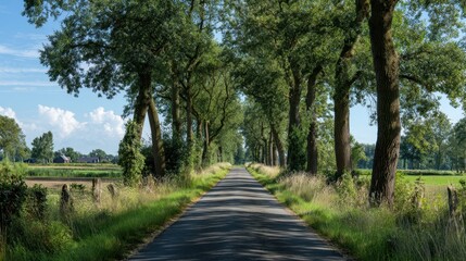 A peaceful rural road stretches ahead bordered by tall trees and fields inviting exploration.