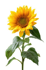 Obraz premium Close-up of a vibrant sunflower, showcasing its bright yellow petals and dark center. Green leaves flank the stem