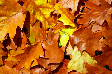 Autumn fall background. Autumn leaves for design. Fall leaves.