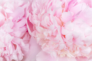 Soft macro of pink peony petals with delicate texture and pastel tones, romantic floral background for wedding, spa, beauty, cosmetics, wellness branding, spring banner with copy space