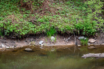 Lush green foliage cloaks a rustic creek bank, its vibrant growth reflected in the calm, earthy water. Scattered stones and a fallen branch add natural texture