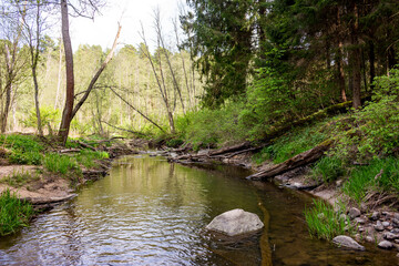 A serene forest stream gently flows, surrounded by lush green trees and fallen logs. Nature's quiet beauty and peacefulness abound in this sylvan setting