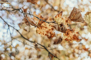 autumn in the park