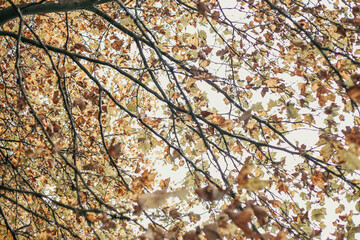 autumn leaves in the wind