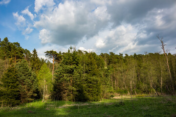 Vibrant spring forest with lush green trees thriving under a dynamic cloudy sky. Sun-kissed meadow evokes serene natural beauty and fresh, wild tranquility
