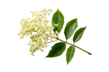 Close-up of elderflower blossoms and leaves.  Bright yellow-white flowers cluster densely on a stem.  Fresh green leaves are visible, adding a vibrant contrast.  High-resolution image