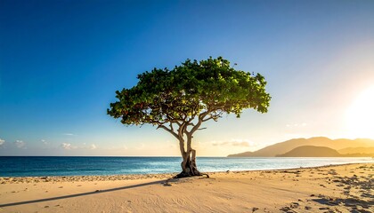 Lone tree on a sandy beach facing a blue sea and sky, sun shining behind distant hills