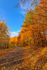 Fototapeta premium Golden autumn colors light up the countryside among old wooden houses and ancient churches in Ukraine, creating a warm nostalgic atmosphere.