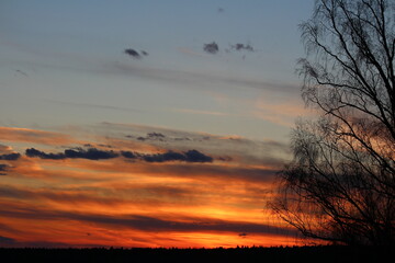 A striking silhouette of a bare birch tree against a fiery, vibrant sunset sky, painting the horizon with warm orange and red hues at dusk