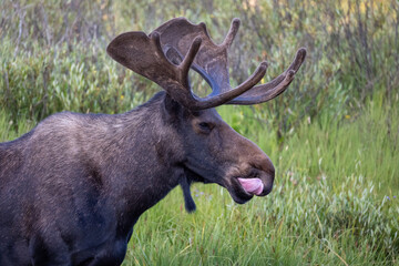 Bull moose standing in Bighorn National Forest, Wyoming, USA, surrounded by pine trees and mountain wilderness in summer