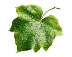 Close-up of a vibrant green leaf, adorned with glistening water droplets.  Leaf's edges are sharply defined,  showing intricate veining.  Stem and leaf tip are visible