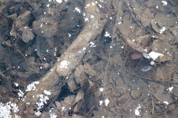 A log and autumn leaves, frozen under transparent ice, speckled with snow. A raw, natural winter texture from a river's edge