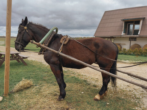 A strong dark brown workhorse stands harnessed and ready in a rural farmyard. 