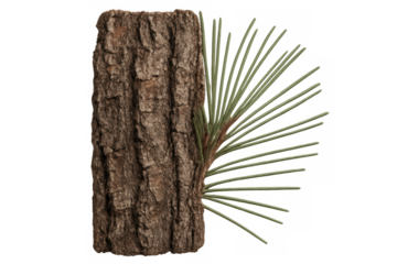 Pine tree bark texture with needles, representing nature, wood, and forest elements on transparent background