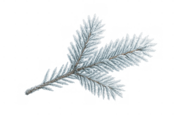 Fir branch frosted with snow on a transparent background, depicting a winter holiday and cold season theme