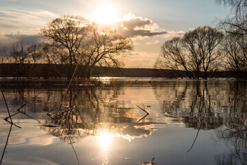 Golden hour sun glimmers on tranquil floodwaters, reflecting bare trees and a cloudy sky. A serene,...