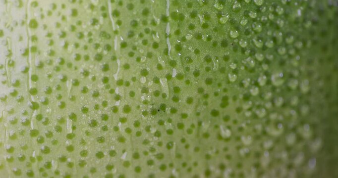 grapefruit peel with multicolored peel with yellow and green shades , the peel is covered with water droplets