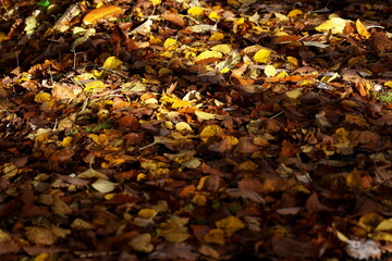 敷き詰められた落葉