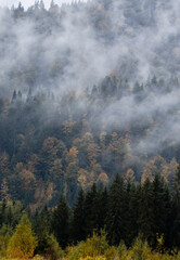 Autumn mountains with forest in fog and clouds