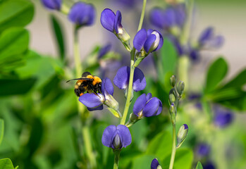 Close up of a Bumblebee on a Blue Wild Indigo or Blue False Indigo flower (Baptisia australis) pollinating on one of its flowers in the garden.